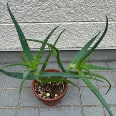 キダチアロエ(2本)の画像
