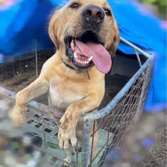 代理で預かってます。