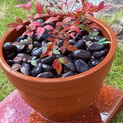 ✨【縁起の木＊南天の鉢植え】実付き・花芽付きもあり🌿おしゃれ高級鉢×元気な苗たちを多数出品中🤍お正月飾りにも◎ の画像