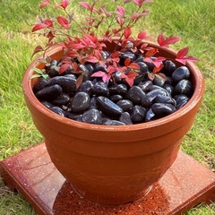 ✨【縁起の木＊南天の鉢植え】実付き・花芽付きもあり🌿おしゃれ高級鉢×元気な苗たちを多数出品中🤍お正月飾りにも◎ の画像