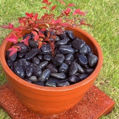✨【縁起の木＊南天の鉢植え】実付き・花芽付きもあり🌿おしゃれ高級鉢×元気な苗たちを多数出品中🤍お正月飾りにも◎ の画像