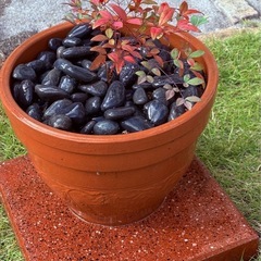 ✨【縁起の木＊南天の鉢植え】実付き・花芽付きもあり🌿おしゃれ高級鉢×元気な苗たちを多数出品中🤍お正月飾りにも◎ の画像