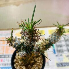 チレコドン ワリチー 塊根植物の画像