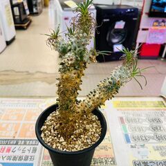 チレコドン ワリチー 塊根植物の画像