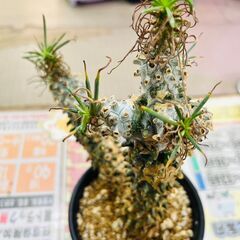 チレコドン ワリチー 塊根植物の画像