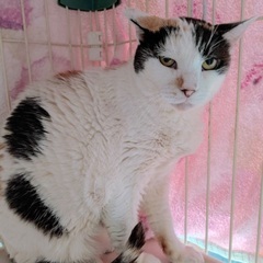 🍎１１月２２日(土)🍎島忠ホームズ昭島店様にて『保護猫カフェ ね...