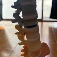 医療　ビビアント模型の画像