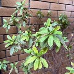 樹木　120cmくらいの木の画像