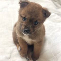 まるでぬいぐるみ！？可愛すぎるソルくん！