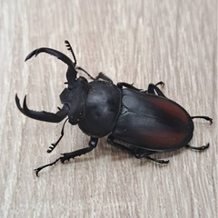 海南シカククワガタ ペアの画像