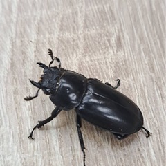 海南シカククワガタ ペアの画像