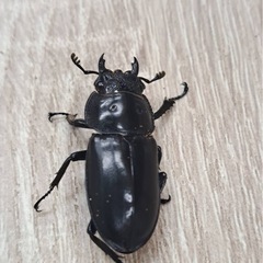 海南シカククワガタ ペアの画像