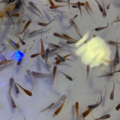 高級mix メダカ　ミックスの画像