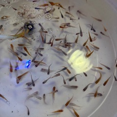 高級mix メダカ　ミックスの画像