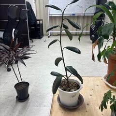 植物まとめ売りの画像