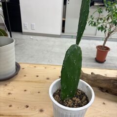 植物まとめ売りの画像