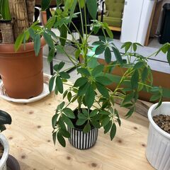 植物まとめ売りの画像