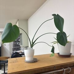 植物まとめ売りの画像