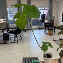 植物の画像