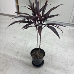 植物の画像