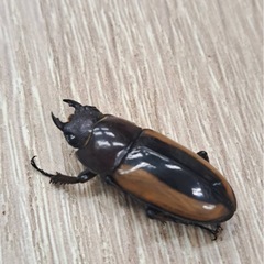 フルストルファーノコギリクワガタ ペアの画像