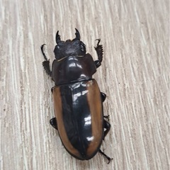 フルストルファーノコギリクワガタ ペアの画像