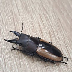 フルストルファーノコギリクワガタ ペアの画像