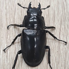 ギラファノコギリクワガタ ペアの画像