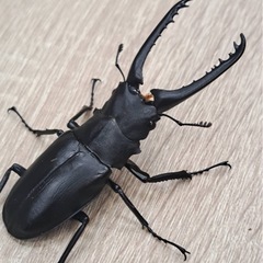 ギラファノコギリクワガタ ペアの画像