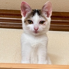 🐾甘えん坊のお転婆娘♪【パフィちゃん♀】里親さん募集中🐾