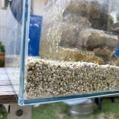 大きめ　水槽の画像