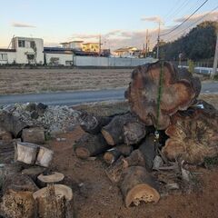 日時限定(詳細本文記載) 桜 / 広葉樹 ・積めるだけどうぞ! の画像