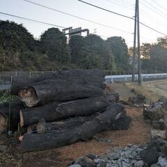 日時限定(詳細本文記載) 桜 / 広葉樹 ・積めるだけどうぞ! の画像