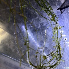 ビーシュリンプの画像