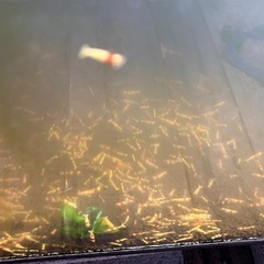 ビーシュリンプの画像