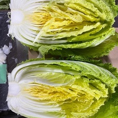 小さい白菜10キロ入の画像