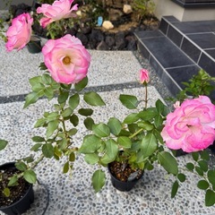 バラ　接木　の画像