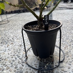 バラ　接木　の画像