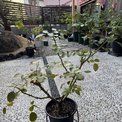 バラ　接木　の画像