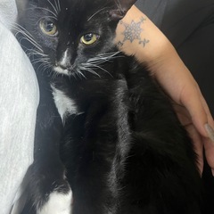 急募）7ヶ月の黒猫