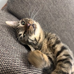 キジトラの男の子☆一時募集停止中