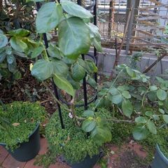 バラ大苗　ルージュピエールドゥロンサールの画像