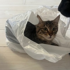 急募）7ヶ月トラネコ