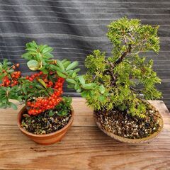 小品盆栽　ミニ盆栽　盆栽　２つセット｡の画像