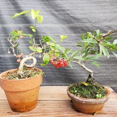 盆栽　小品盆栽　セット｡の画像