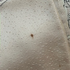 単の着物の画像