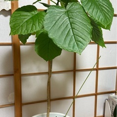 ウンベラーダの画像