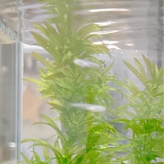 ミックスめだか(幼魚)の画像