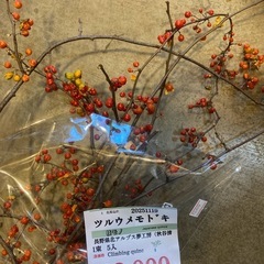 1119ツルウメモドキ5入の画像