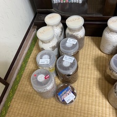 クワガタの画像